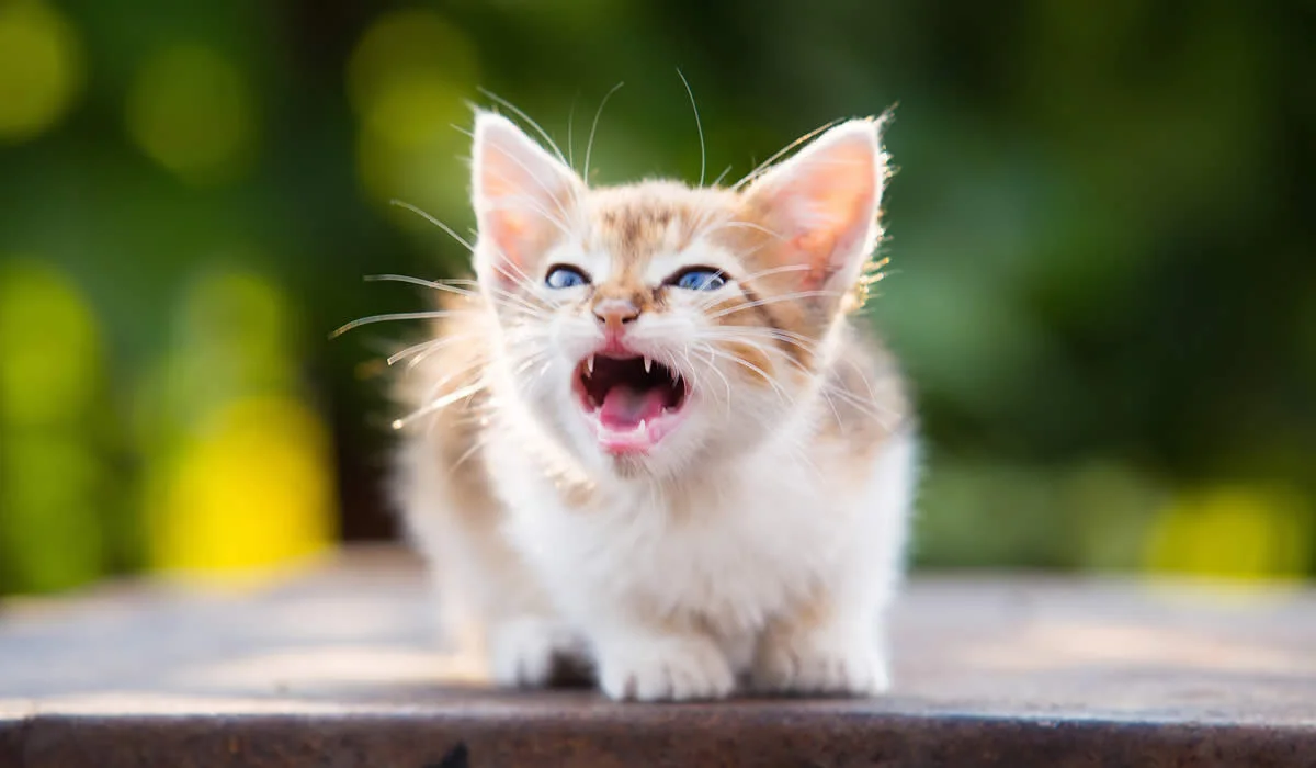 Come capire se il tuo gatto è disidratato: il test da fare in casa