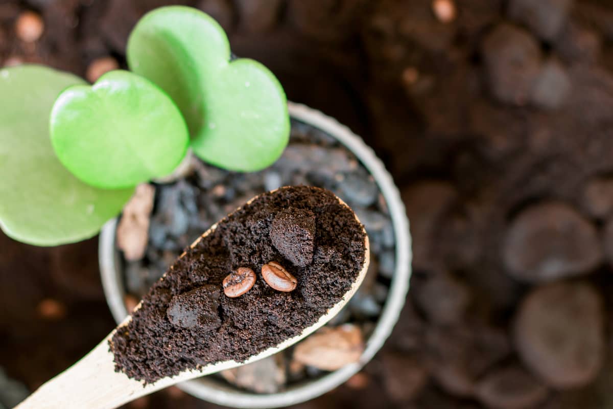 Conservate sempre i fondi di caffè, ecco le piante che li adorano