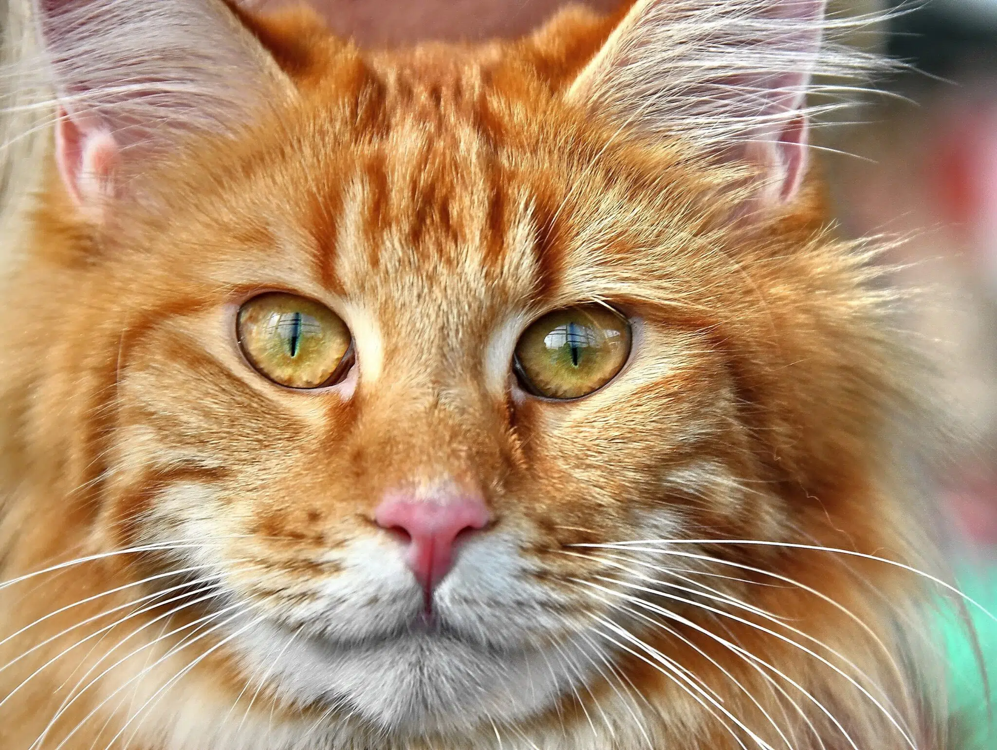 Gatto in casa: ecco gli errori più comuni che fanno i proprietari