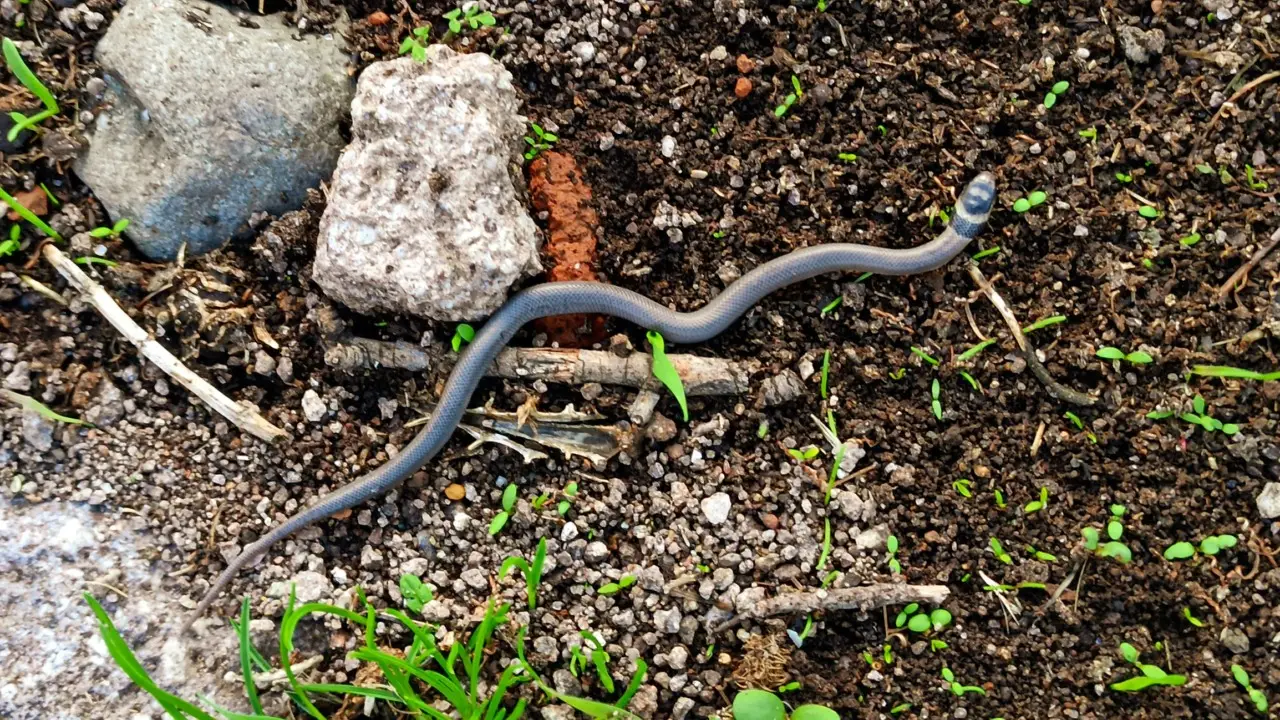 Gestire la presenza di vipere nel giardino: consigli utili e precauzioni