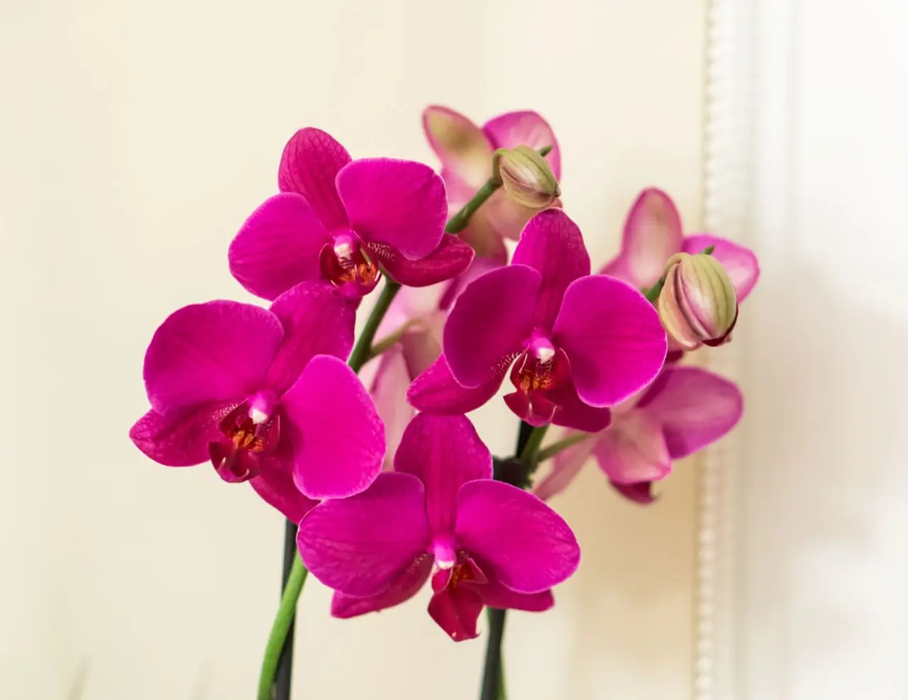 Il segreto per orchidee longeve: la tecnica di bagnatura che fa la differenza