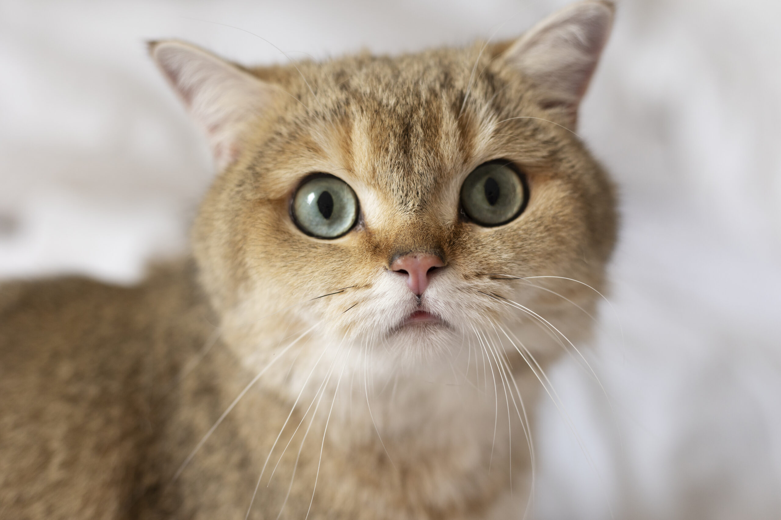 Il trucco per far smettere il gatto di graffiare il divano: funziona in pochi giorni