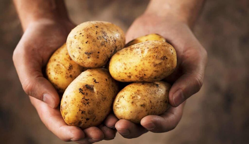 Patate fresche accanto a un cesto di mele