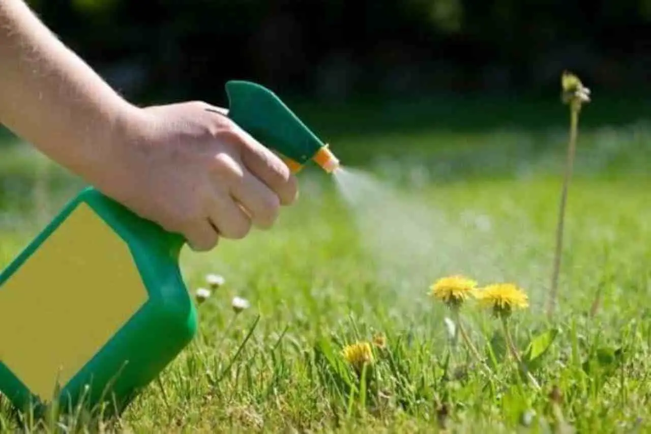 Uso alternativo del sale grosso per il controllo delle erbacce: il segreto dei giardinieri