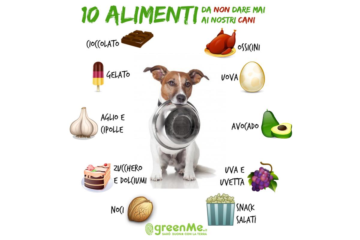 Immagine di un cane curioso vicino a una ciotola contenente uva, alimento tossico per cani.
