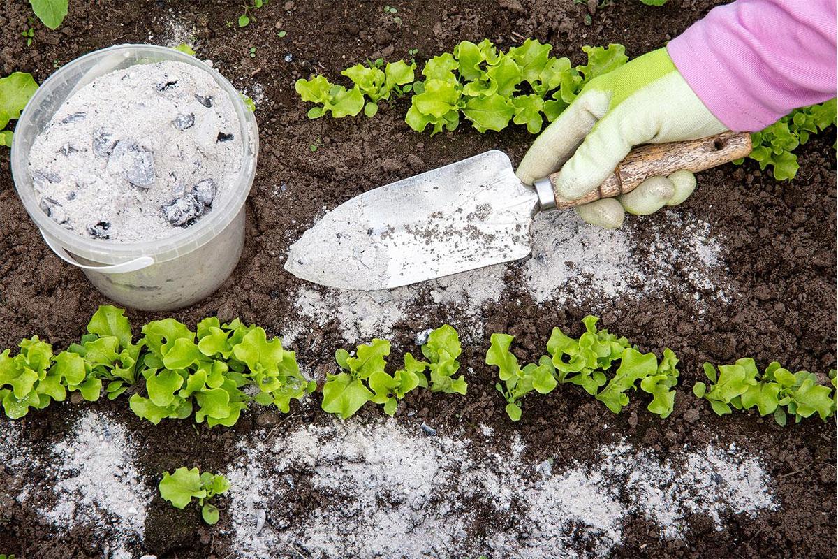 Immagine di un giardiniere che sparge cenere tra le piante rigogliose in un orto fiorente.