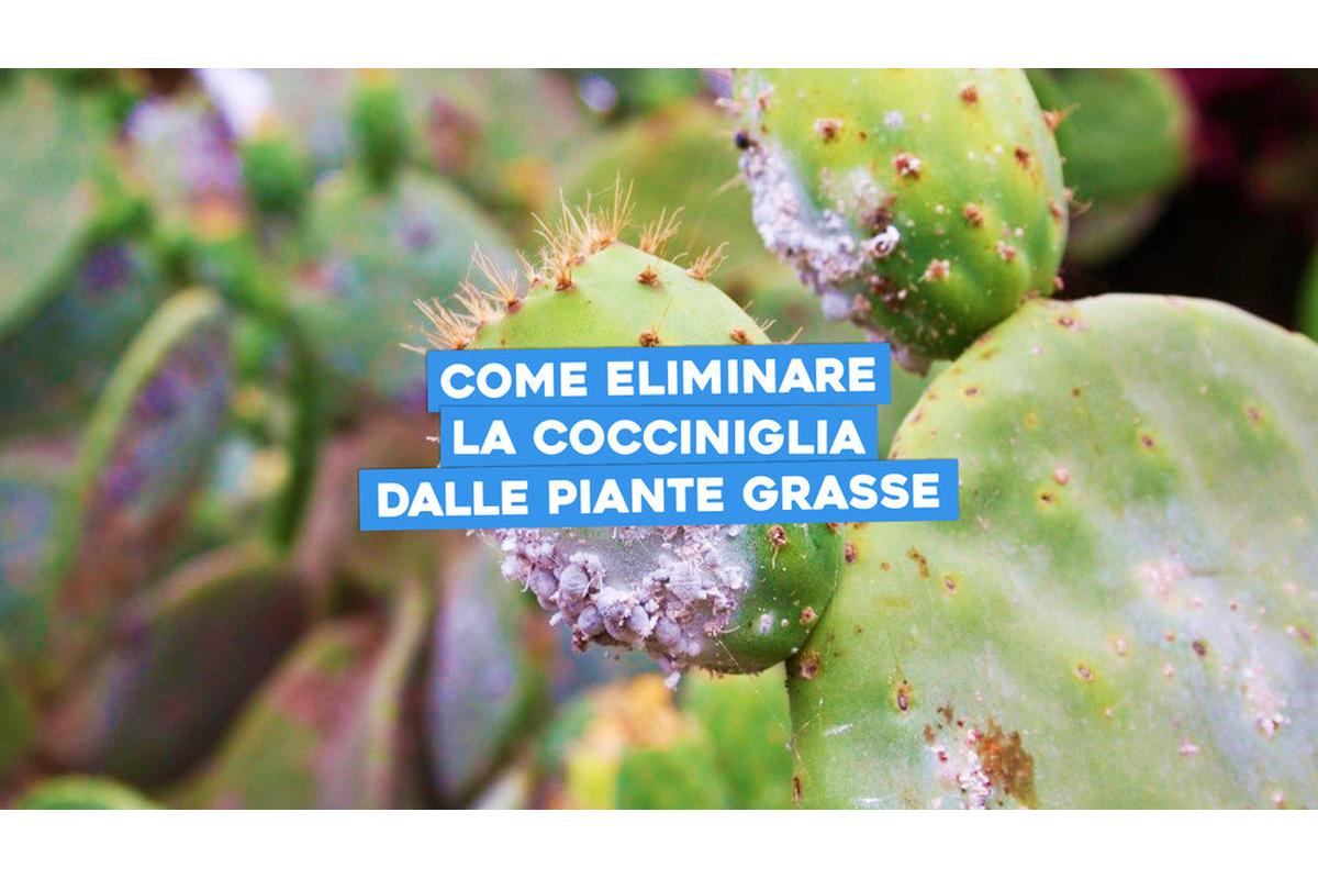 Primo piano di cocciniglie su piante grasse, con mani che applicano rimedi naturali per eliminarle.