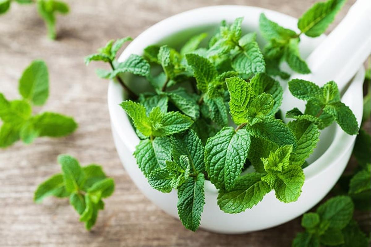 Vaso di menta verde rigogliosa su un balcone soleggiato, con terreno ben drenato.