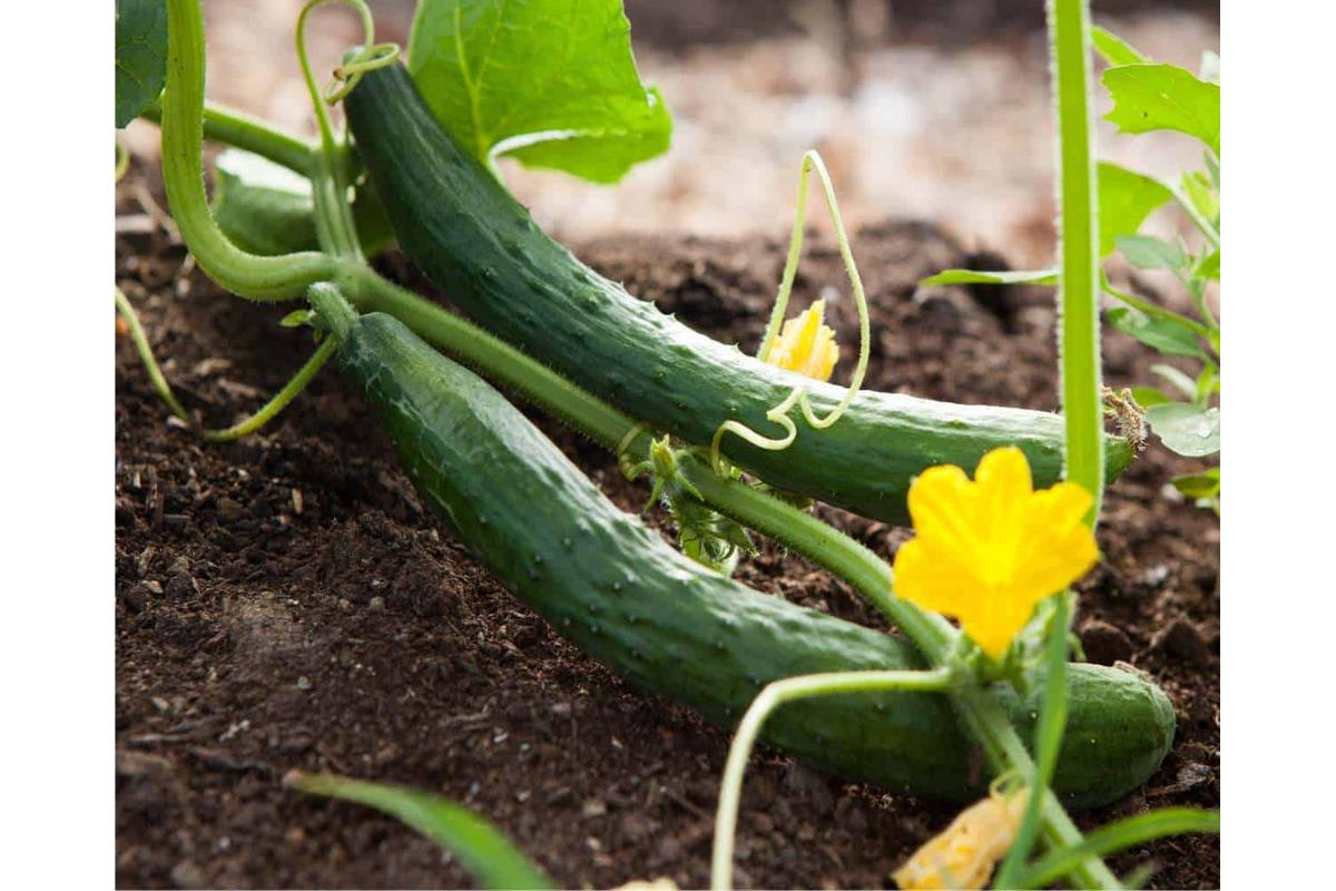 Piante di pomodori e cetrioli rigogliose in un orto biologico, senza uso di pesticidi.