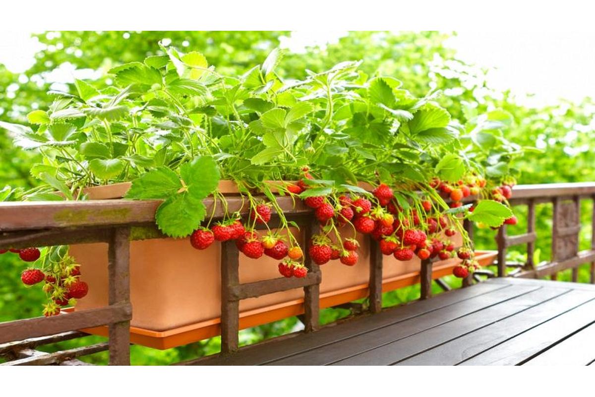 Primo piano di fragole rosse e mature in un giardino rigoglioso, illuminate dal sole estivo.