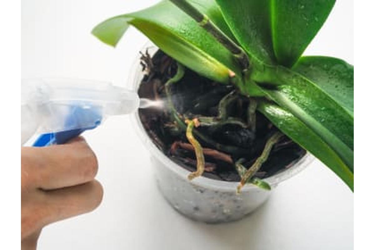 Giardiniere esperto innaffia orchidee con metodo innovativo,