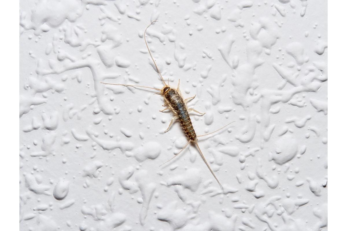 Immagine di pesciolini d'argento su un pavimento, con rimedi naturali fai-da-te vicini.