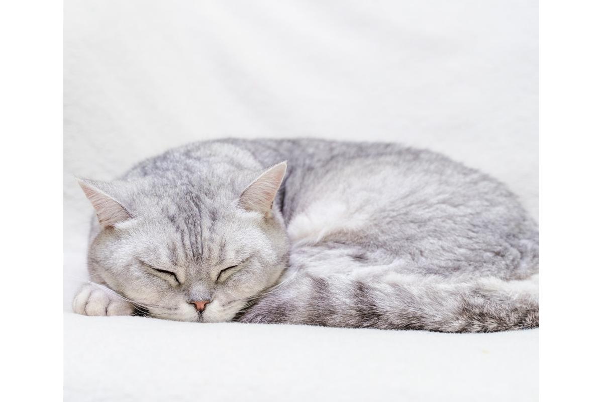 Gatto arancione dorme acciambellato su un cuscino, rivelando segreti del sonno felino.