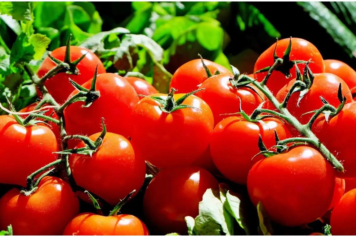 Primo piano di pomodori maturi e succosi su un tavolo di legno, pronti per essere scelti.