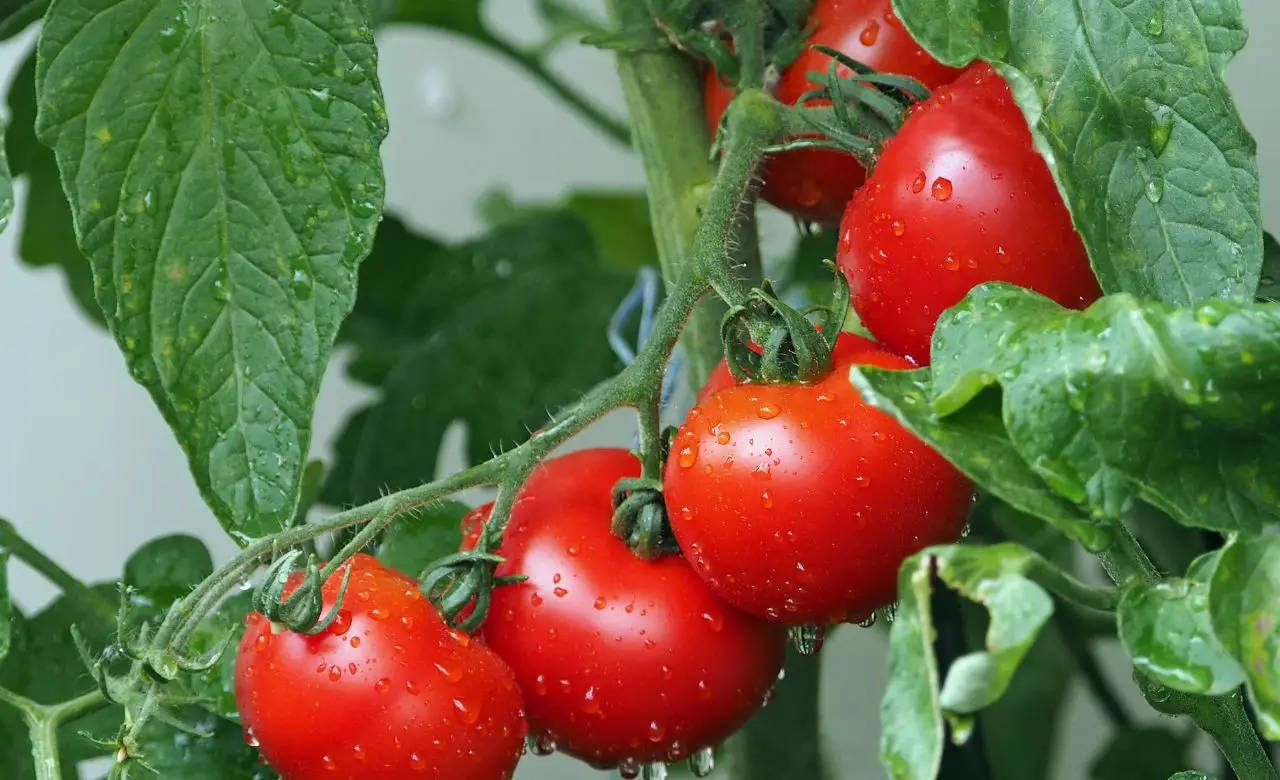 1752391284106 maturare pomodori