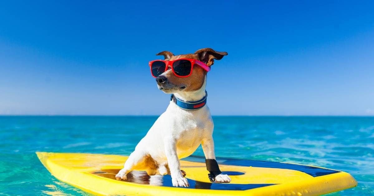 cane dal caldo Evita 1